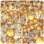 Псилоцибиновые (галлюциногенные)  грибы Psilocybin "Golden Teacher" в Большом Камене